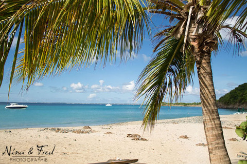 plage et cocotier