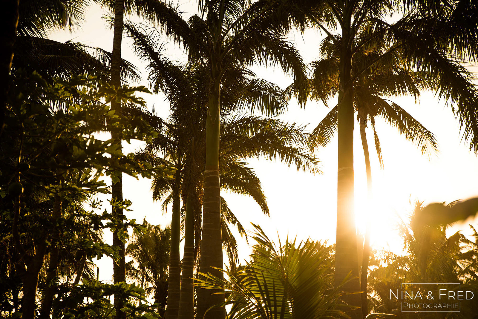 photographie paysage cocotiers